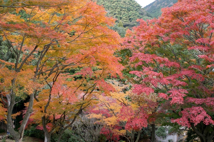 丸山公園紅葉2