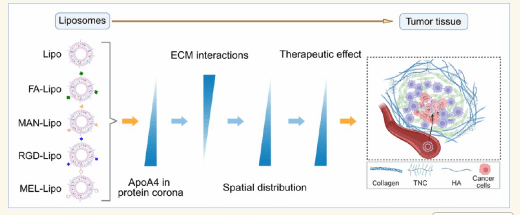 図 1 リポソームの腫瘍標的化・浸透性制御の原理と作用機序(ACS Nano 掲載図)