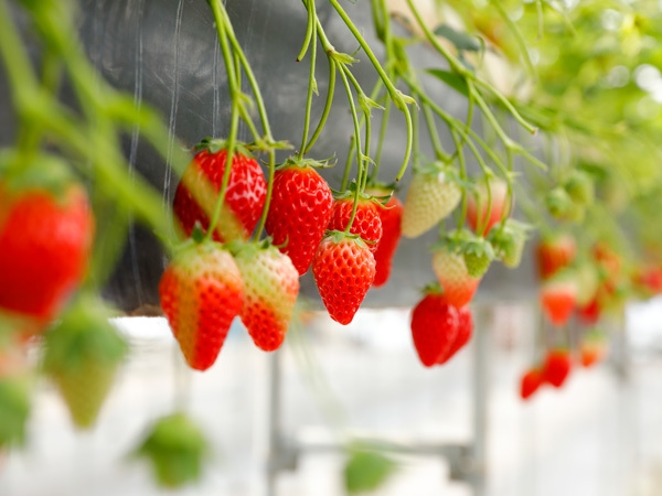 「味が濃くて色味がきれい」とパティシエお墨付きのいちご