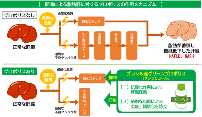 プロポリスが肝臓のメタボと言われるNAFLD（ナッフルディー）の進行を抑制する可能性　脂肪肝における肝臓の酸化・炎症に対する保護作用とメカニズムを解明