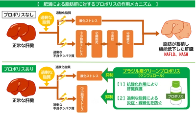 プロポリスが肝臓のメタボと言われるNAFLD（ナッフルディー）の進行を抑制する可能性　脂肪肝における肝臓の酸化・炎症に対する保護作用とメカニズムを解明