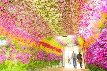 幻想的な花の世界をお届けする国際的なラン展　 「沖縄国際洋蘭博覧会」が2月3日から2月12日まで開催