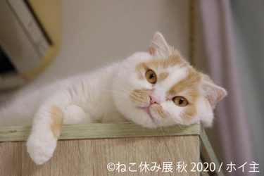 SNSで話題の新たなスター猫も仲間入り！ 「ねこ休み展」秋の新作巡回が9/19～名古屋で開催