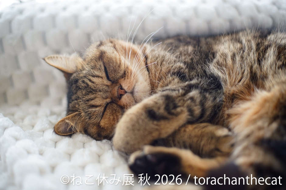 展示作品：torachanthecat