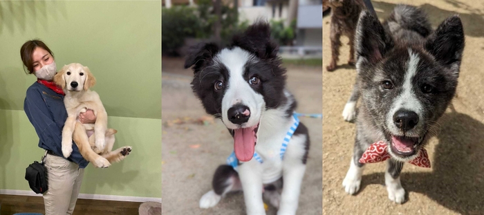 ゴールデンレトリバー「エルモ」ちゃん(左)、ボーダーコリー「ホームズ」くん(中)、秋田犬「ハチ」ちゃん(右)