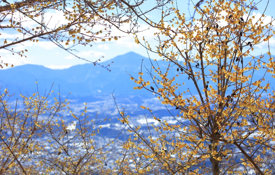 長瀞宝登山臘梅園から見える景色イメージ