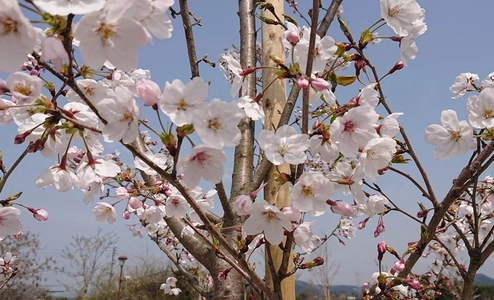 アディーレの桜満開宣言！ 「朝倉市サクラいっぱい事業」の桜が見ごろを迎えました