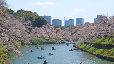 接触機会を最小限にした観光タクシーでお花見 「お花見・江戸東京桜の名所めぐり」予約開始　 ～国際自動車(kmタクシー)が安全・安心な運行をご提供～