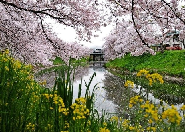 「桜咲く川辺」