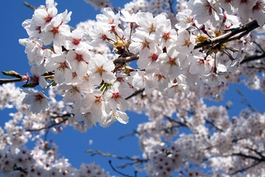 山梨県・鳴沢村【富士眺望の湯ゆらり】 4月26日（日）「お風呂の日　桜の湯」開催！ ～富士山を眺めながら変わり風呂を堪能～