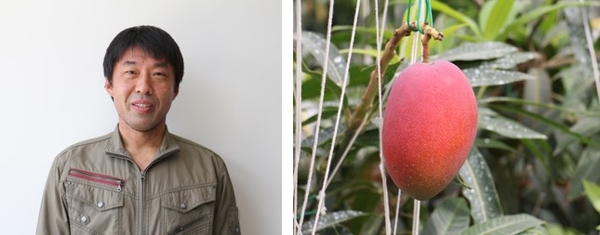 全国大学農場技術賞を受賞した技術主任 堀川勇次（左）、（右）近大マンゴー（右）