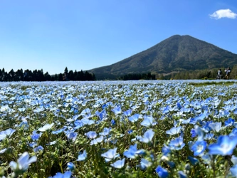 40万本のネモフィラが見頃を迎えた「花の駅生駒高原」で 春の花々やグルメを堪能できる「ポピー祭り」を開催