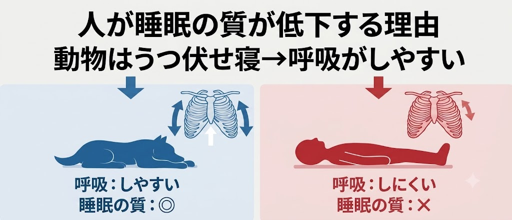 眠りづらさの正体──寝ると呼吸が弱くなる"体の構造"をやさしく解説するシリーズ第1回