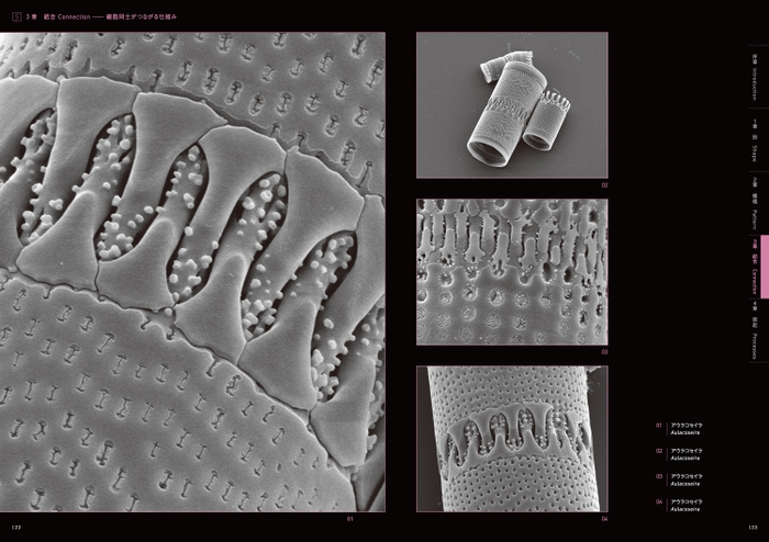 『驚異の珪藻世界』ページ見本5