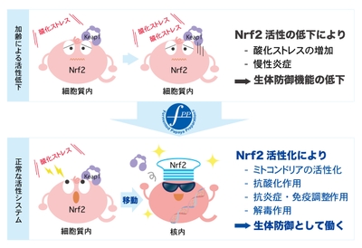 Nrf2活性の加齢による低下とFPPによる正常化
