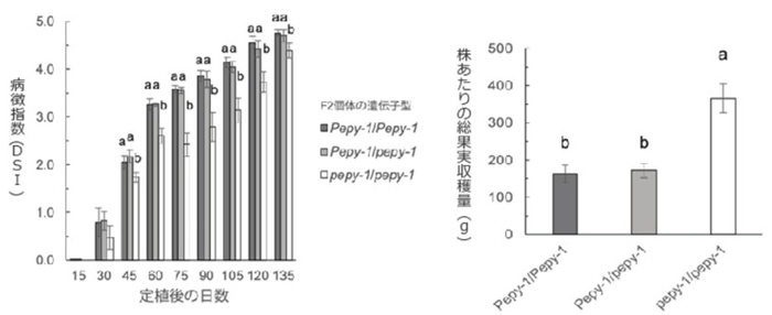 【ベゴモウイルス抵抗性トウガラシのBaPep-5と、感受性トウガラシのBaPep-4の交雑F2集団を用いた圃場調査】 図1 抵抗性遺伝子pepy-1だけを持つ抵抗性個体では病気の進行が遅くなる(左) 図2 果実生産量が感受性個体と比較して倍増する(右)