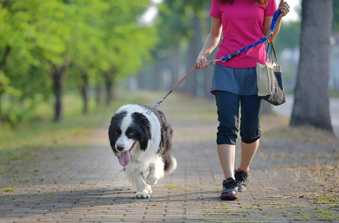 犬の散歩は、健康な体作りに非常に重要です。また犬の食欲増進や便通・快眠にも良い影響を与えてくれます。