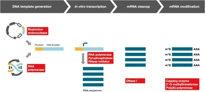 mRNA原料酵素市場は正常化へ：パイプラインの進展とプロセスのスケールアップにより成長軌道が再開（2025～2032年）