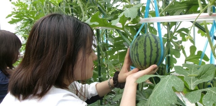 近畿大学農学部生・大学院生が栽培した「近大ICTスイカ」