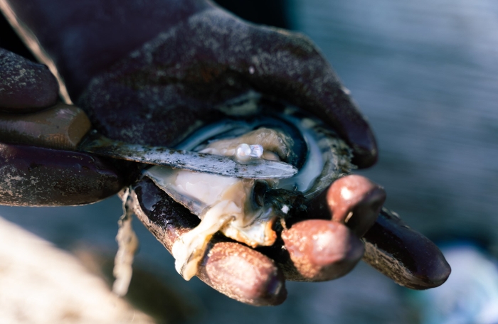 金魚真珠