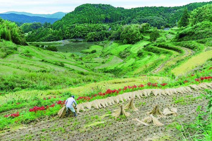 担い手不足に陥る棚田(岡山県久米南町)