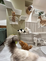 2月22日は「猫の日」！仙台駅前の猫カフェで特別クイズイベント開催。3月に2周年を迎える「長町店」への架け橋となる“前夜祭”をプロデュース