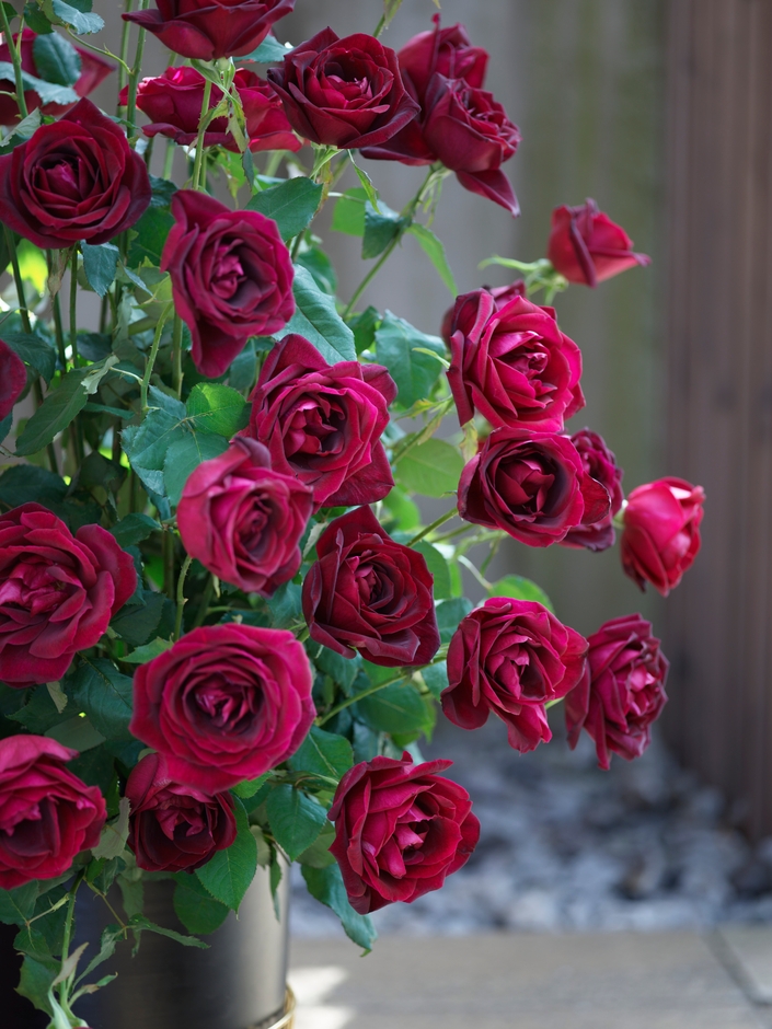 咲き誇るパパメイアン