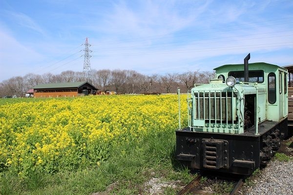 時期が合えば、トロッコから菜の花が望めるかも？