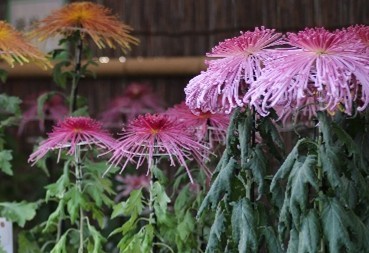 盆養（3本仕立て）
