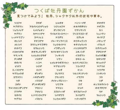 草花紹介