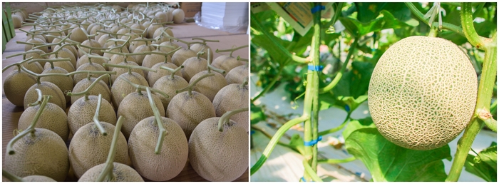 メロン販売も実施　※写真はイメージです