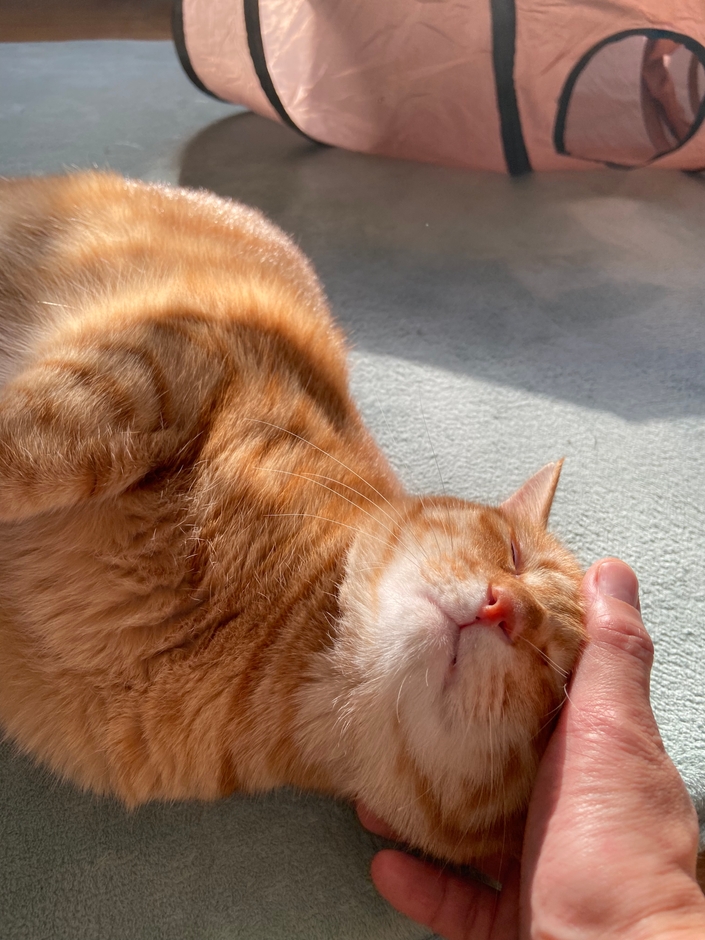 お泊り猫の様子(5)