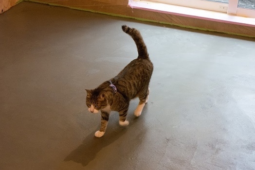 足跡つけ作業中のネコ2