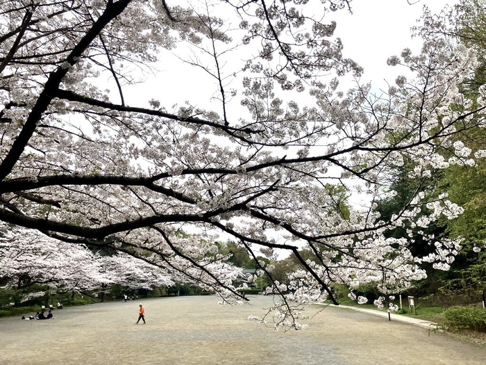 芹ヶ谷公園