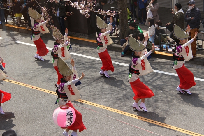 高円寺阿波踊り（せいせき桜まつり）