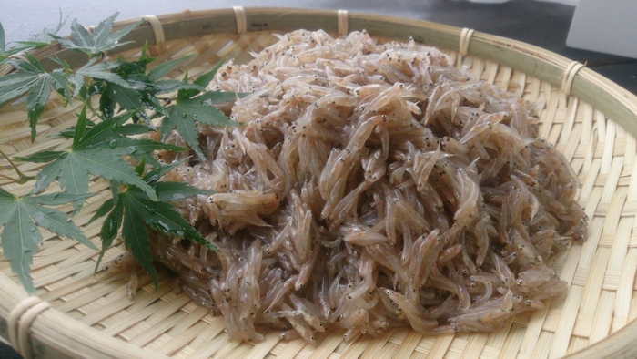 ウロリ(ヨシノボリ)