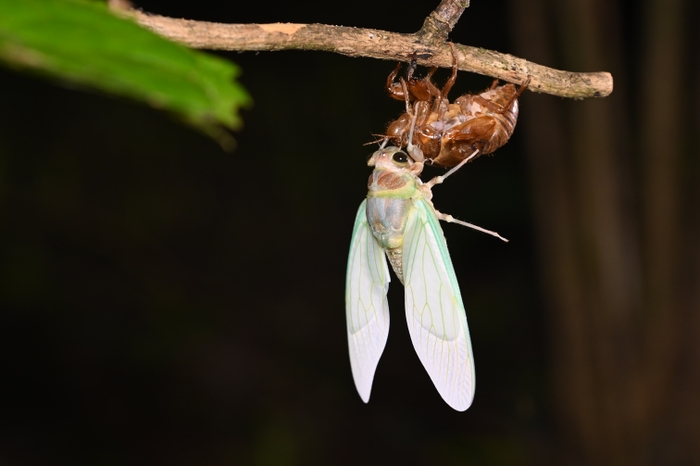 夜だからこそみられる生き物の生態！