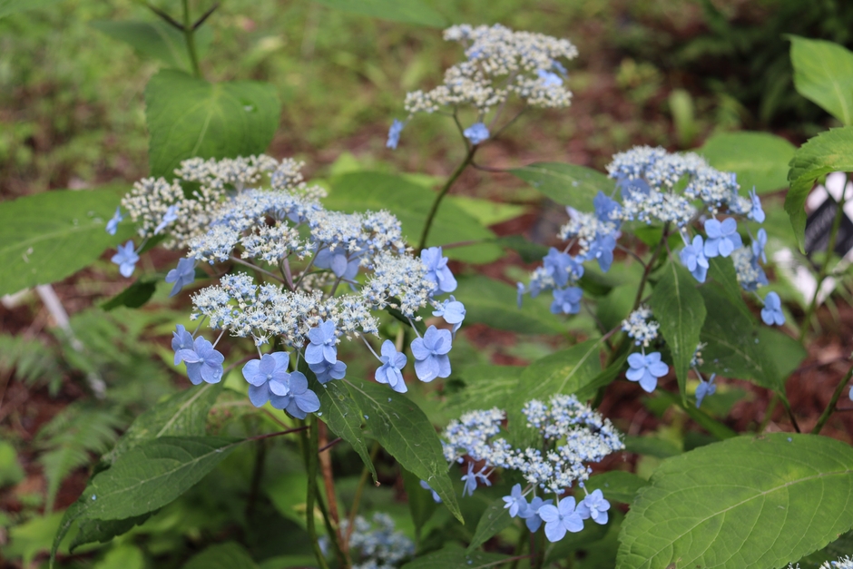 八重咲きアマチャ