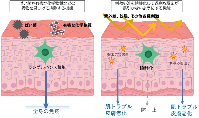 ランゲルハンス細胞