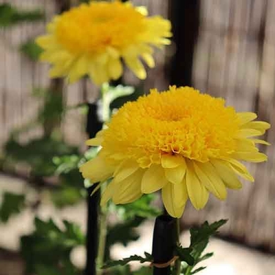 丁子菊