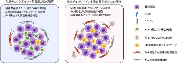 世界初の細胞環境解析により肺がん免疫療法の耐性因子を解明　耐性因子を標的とする難治性肺がんの新たな治療法開発に期待