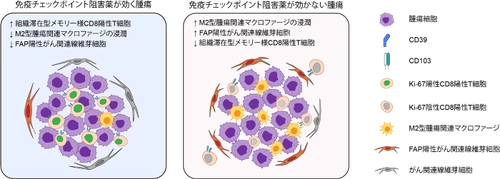 世界初の細胞環境解析により肺がん免疫療法の耐性因子を解明　耐性因子を標的とする難治性肺がんの新たな治療法開発に期待
