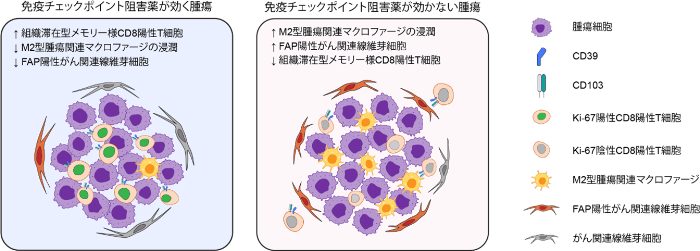 免疫チェックポイント阻害薬の効く腫瘍と、効かない腫瘍の比較