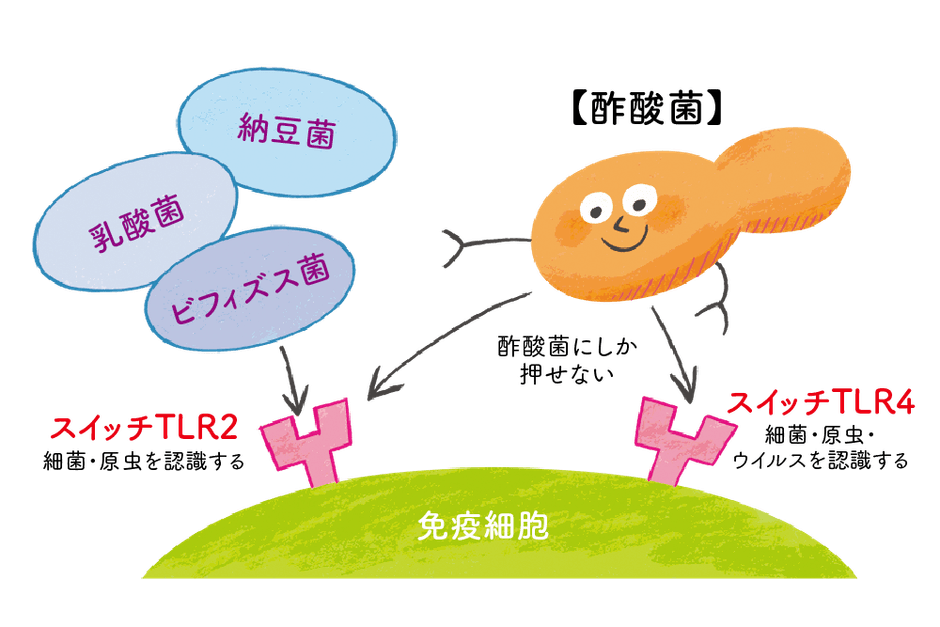 免疫スイッチを2つ押せる酢酸菌