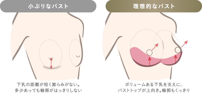 小ぶりな胸と理想の胸の違い