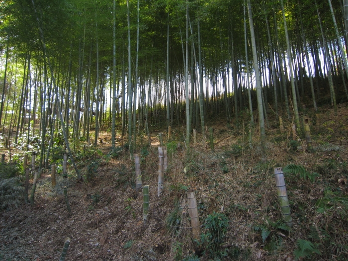 生い繁った竹で日照が遮られています