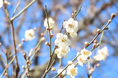内庭のウメ（2月12日撮影）