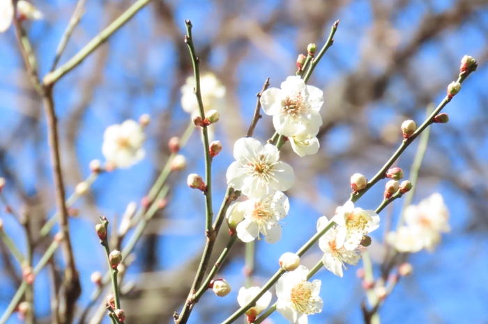 内庭のウメ（2月12日撮影）