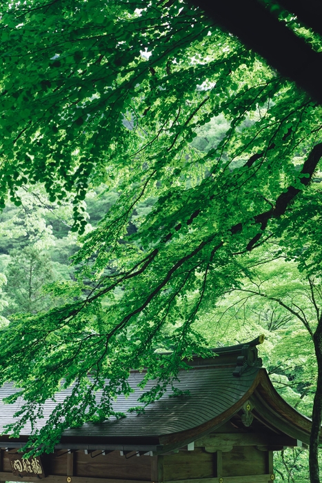 貴船神社　本宮　御神木