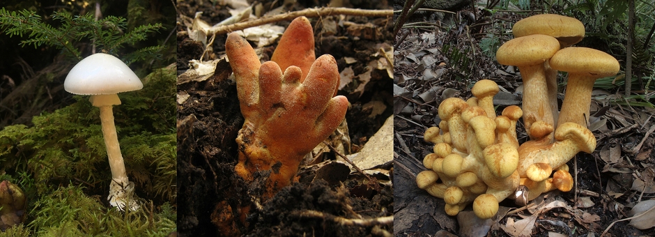 毒きのこいろいろ